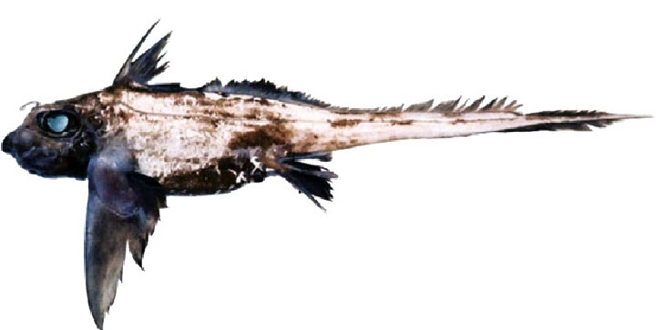 Hydrolagus mirabilis_04